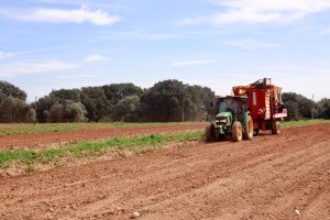 Agricultura calcula que los payeses de Mallorca producirán 31.000 toneladas de patata para su exportación