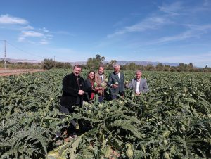 La Región de Murcia lidera la exportación de alcachofa con el 60 por ciento del total nacional