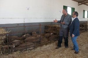 La Diputación de Cáceres entrega 174 cabezas de Merino Precoz a casi medio centenar de explotaciones ganaderas