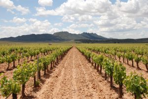 Abierto el plazo para solicitar las ayudas para la reestructuración y reconversión del viñedo en la Región de Murcia
