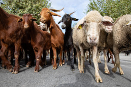 Ganadería convoca ayudas para la conversación y promoción de razas autóctonas de ovino y caprino