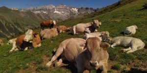 Investigadores de la UZ desarrollan claves de diagnóstico rápido para frenar el avance de la EHE en ganado bovino