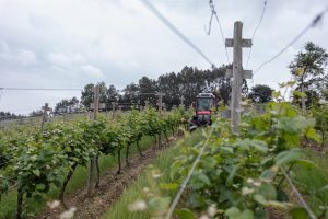 OIVE y la PTV renuevan su alianza para promover el I+D+i en el sector vitivinícola