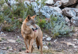 Los ataques del lobo crecen un 113% desde su inclusión en el LESPRE y los animales muertos un 70%
