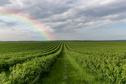 Agricultura aprueba las bases reguladoras de las subvenciones a la industria agroalimentaria
