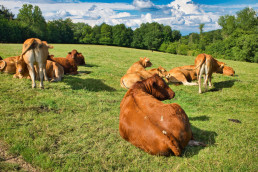 La Junta levantará las restricciones al ganado bovino en las zonas de especial incidencia de tuberculosis en Salamanca