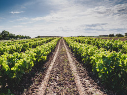 El Gobierno aprueba el convenio entre ENESA y Agroseguro para la ejecución de los planes de seguros agrarios combinados en 2024, por 284,5 millones de euros