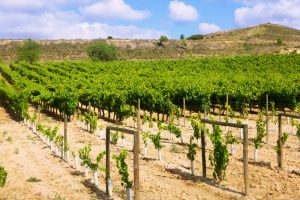 Jornadas Nematodos en los Viñedos abordan la importancia de estos gusanos en el desarrollo sostenido de la viticultura