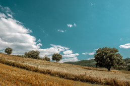 La Junta inspeccionará casi 1.500 parcelas de todas las provincias para la prevención del topillo campesino