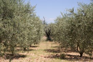 Organizaciones agrarias coinciden en el "cambio radical" para el cultivo del olivar tras las lluvias