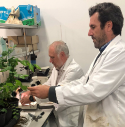 Investigadores de la UHU identifican factores que aumentan la supervivencia de las plantas de arándano