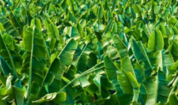 El Parlamento convalida el decreto ley de medidas agrarias para la recuperación económica y social de La Palma