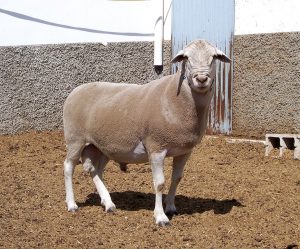 Investigaciones del IMIDA evitan que desaparezcan razas autóctonas como el chato murciano y la oveja segureña