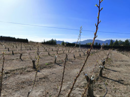 El Gobierno regional rebaja los requisitos para el 'eco régimen' de cubiertas vegetales de la Política Agraria Común