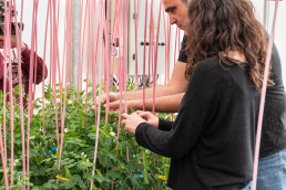  Identifican un gen que controla la producción de flores y frutos en plantas leguminosas