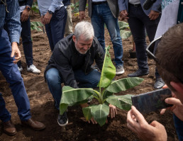Clavijo anuncia 10 millones para compensar la pérdida de renta de los agricultores palmeros por el volcán