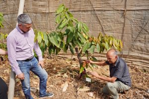 Canarias investiga el potencial del cultivo del café y el cacao en las islas