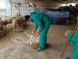 Extremadura lidera el ránking nacional en producción de ovino y caprino con el 18,6% del total