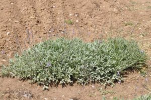 Un estudio del Iriaf revela perspectivas "prometedoras" para el cultivo de la salvia española
