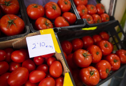 El proyecto de investigación Virtigation profundiza en la prevención y solución de las enfermedades del tomate