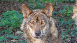 Los ganadores podrán acceder a una nueva convocatoria de ayudas para prevenir los ataques del lobo ibérico