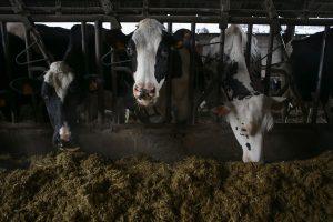  El Gobierno abonará en abril 9,1 millones de la ayuda extraordinaria a más de 1.400 ganaderos