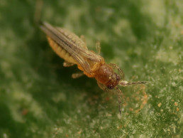 El Ifapa Las Torres acoge a más de 50 expertos en una jornada sobre la situación de la plaga Scirtothrips