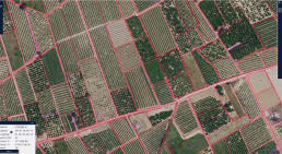 Agricultura publica el mapa de riesgo de polinización cruzada para evitar semillas en los cítricos