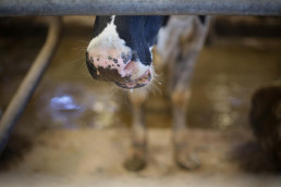 Cantabria recuperará restricciones al transporte de ganado por enfermedad hemorrágica y lengua azul el 1 de junio