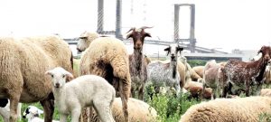 "Pastor por un día" el 1 de mayo en Tablada junto a un rebaño de ovejas para promocionar el medio ambiente