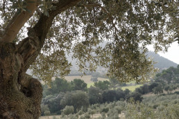 Agricultura abona más de 1,5 millones de euros de varias ayudas para el sector primario