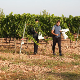 Desarrollo Rural amplía la investigación para adaptar los viñedos al cambio climático y mejorar la calidad del vino