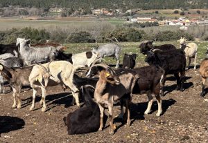 Ayudas para compensar lucro cesante en explotaciones ganaderas por vaciado sanitario podrán pedirse desde el miércoles