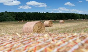 Técnicos de Cicytex prueban un sistema de mejora de pastos para alimentación de ganado usando pacas de heno mejoradas