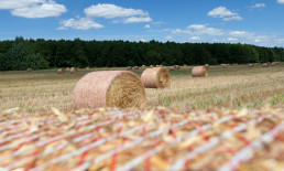 Técnicos de Cicytex prueban un sistema de mejora de pastos para alimentación de ganado usando pacas de heno mejoradas