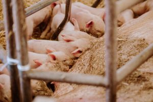 UPA augura "graves consecuencias" para los ganaderos de porcino por la reducción de su capacidad de producción