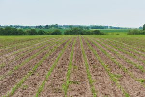 La Junta facilitará a los agricultores y ganaderos el resultado del control preliminar sobre las parcelas declaradas