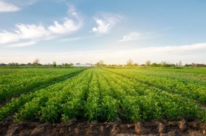 El Departamento de Agricultura abonará el 10 de mayo cerca de 12 millones de euros de ayudas directas por superficie