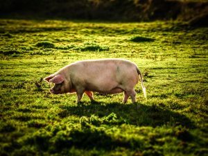 Una jornada en Navalmoral de la Mata abordará proyectos innovadores de recuperación de suelo con manejo del ganado