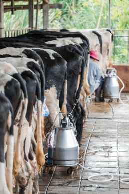 Medio Rural anuncia ayudas para la recogida de leche a pequeñas explotaciones en zonas de alta montaña