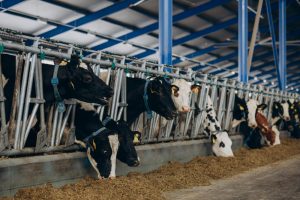 Medio Rural destina 750.000 euros en ayudas para el control del rendimiento lechero
