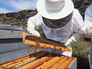 Agricultura convoca las ayudas para la campaña apícola del año 2024 dotadas con 2,81 millones