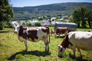 El secretario general de Recursos Agrarios inaugura el Foro de Diálogo de la Ganadería Extensiva en España con amplia participación de todos los sectores