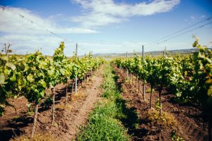 Agricultura amplía el plazo de presentación de solicitudes de ayudas a la reestructuración y reconversión de viñedo