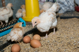 Agricultura aumenta hasta los 470.000 euros las ayudas a la vacunación de salmonella en avicultura de puesta