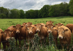 El Foro de Diálogo de la Ganadería Extensiva en España analiza las necesidades y oportunidades de futuro de este sector