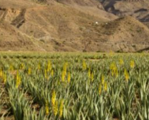 El Gobierno de Canarias convoca ayudas agrarias por los incendios de La Palma y Tenerife y la borrasca de Fuencaliente