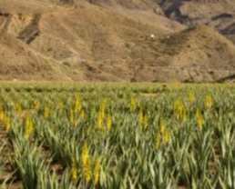 El Gobierno de Canarias convoca ayudas agrarias por los incendios de La Palma y Tenerife y la borrasca de Fuencaliente