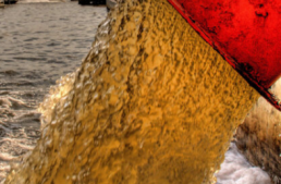 Un equipo científico de la Universidad Rey Juan Carlos acredita vertidos de aguas residuales mal depuradas que contribuyen a la contaminación del Mar Menor con impacto en flora y fauna