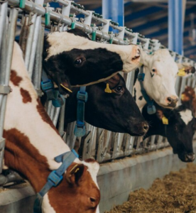 Las OPAs celebran que se "empiece a mover" el protocolo de sanidad animal y piden una reunión por saneamiento y seguros
